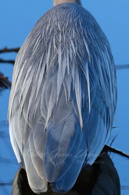 Great Blue Heron Feathers 24.jpg
