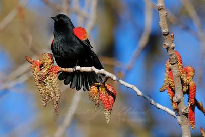 Red Winged Blackbird on Balsam Poplar 24.jpg