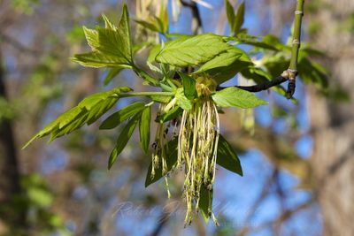 Box Elder Blossoms 24.jpg