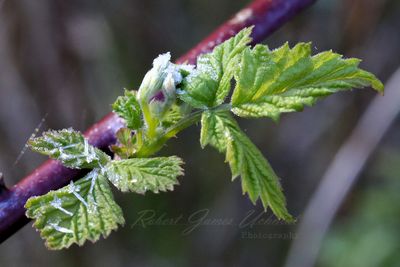 Black Raspberry sprouts and frost 24.jpg