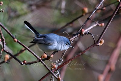 Blue Gray Gnatcatcher on branch 2 24.jpg