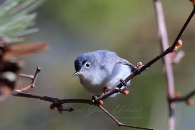 Blue Gray Gnatcatcher on branch 24.jpg