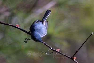 Blue Gray Gnatcatcher on branch top 24.jpg