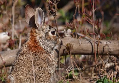 Eastern Cottontail 24.jpg
