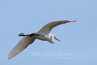 Great White Egret in flight 24.jpg
