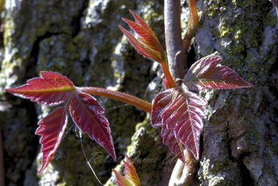 Poison Oak on tree bark 24.jpg