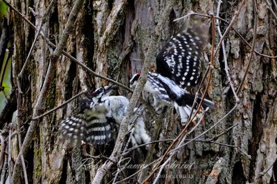 Downy Woodpeckers fighting 24.jpg