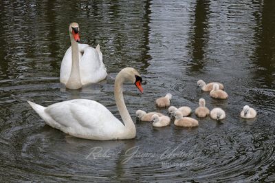 Mute Swans and Cygnets 24.jpg