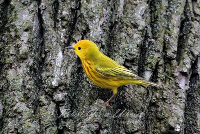 Yellow Warbler 24.jpg