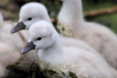 Mute Swan Cygnets Close 24.jpg