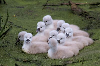 Mute Swan Cygnets in algae 24.jpg