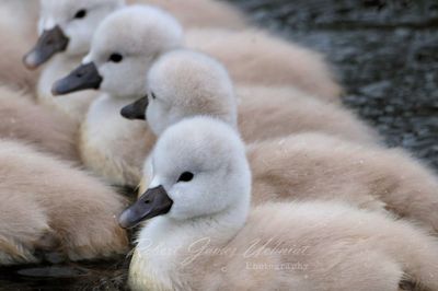Mute Swan Cygnets Row 24.jpg