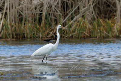 Great White Egret in marsh 24.jpg