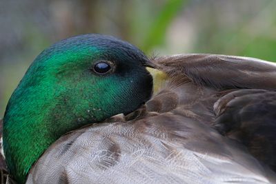 Mallard Drake with bill tucked 24.jpg