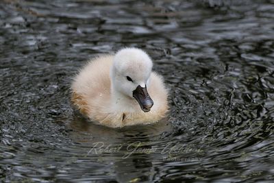 Mute Swan Cygnet Close 24.jpg
