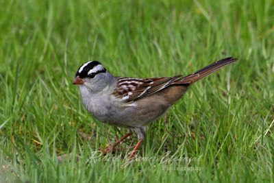 White Crowned Sparrow 24 .jpg