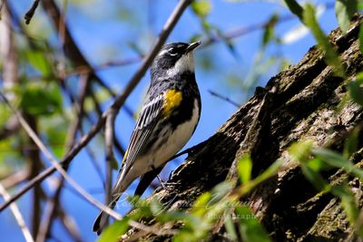Yellow Rumped Warbler 24.jpg