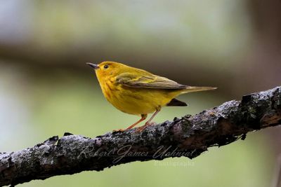 Yellow Warbler 2 24.jpg