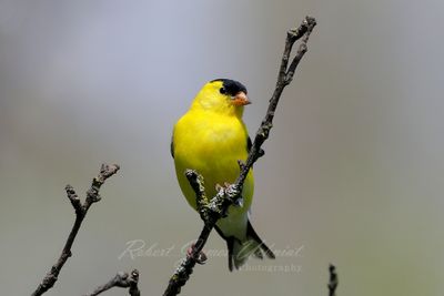 American Goldfinch male on branch 24.jpg