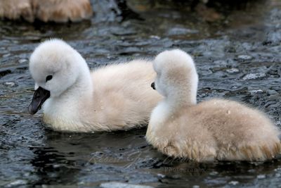 Mute Swan 2 Cygnets 24.jpg