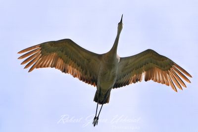 Sandhill Crane overhead backlit 24.jpg