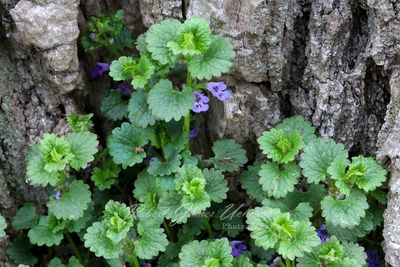 Creeping Charlie and tree bark24.jpg