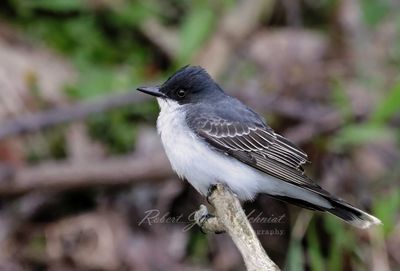 Eastern Kingbird 24.jpg