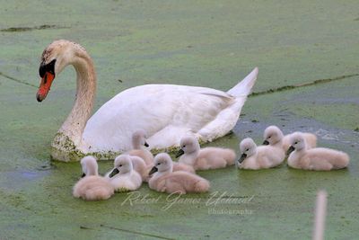 Mute Swan and 9 Cygnets 24.jpg