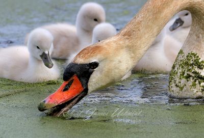 Mute Swan and Cygnets feeding 24.jpg
