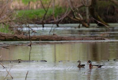 Wood duck pair in marsh corner 24.jpg