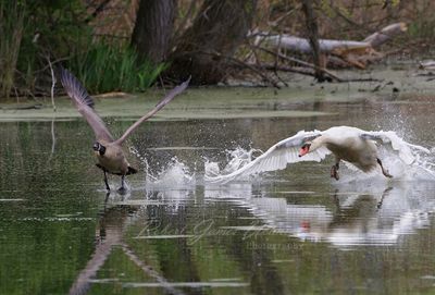 Mute Swan chasing Canadian Goose 24.jpg