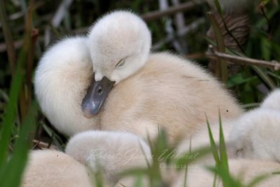 Mute Swan Cygnets sleeping 24.jpg