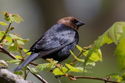 Brown Headed Cowbird with leaves24.jpg