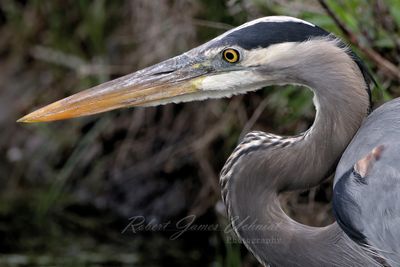 Great Blue Heron portrait 2 24.jpg