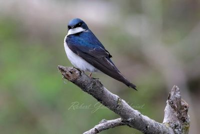Tree Swallow on branch 2 24.jpg
