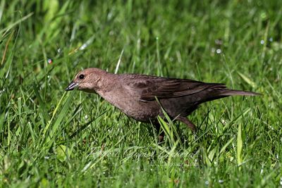 Brown Headed Cowbird female in grass 24.jpg