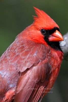 Cardinal portrait 24.jpg