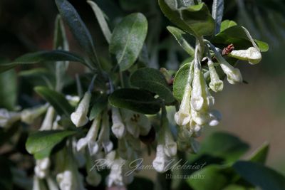 Autumn Olive 24.jpg