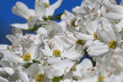 Dogwood Blossoms 24.jpg