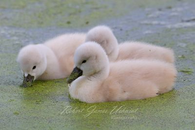 Mute Swan Cygnets eating algae 24.jpg