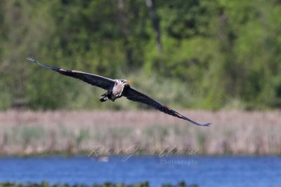 Great Blue Heron head on 24.jpg