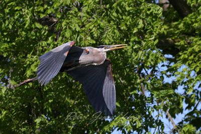 Great Blue Heron in flight rookery 24.jpg