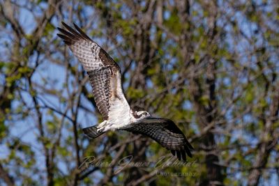 Osprey flight trees 24.jpg