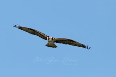 Osprey head on 24.jpg