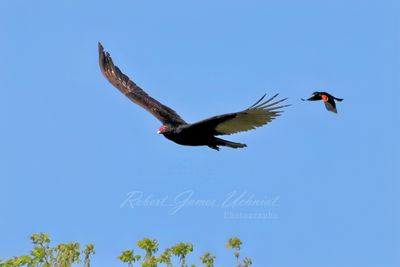 Turkey Vulture being chased by Red Wing 24.jpg