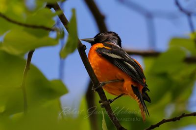 Baltimore Oriole in tree 2 24.jpg