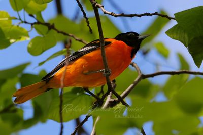 Baltimore Oriole in tree 24.jpg
