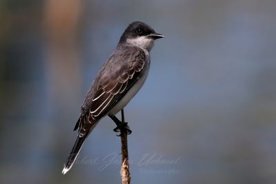 Eastern Kingbird on reed 24.jpg