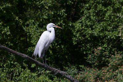 Great Egret on branch 24.jpg