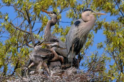 Great Blue Heron family portrait 24.jpg